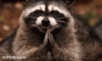 Raccoon Praying With Folded Hands GIF