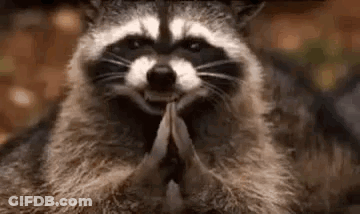 Raccoon Praying With Folded Hands GIF