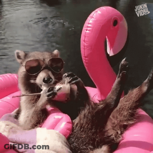 Raccoon Relax Sunbathing GIF