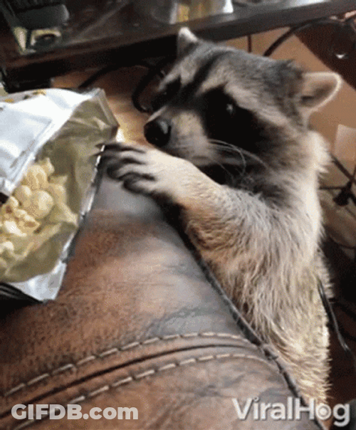Raccoon Robbing Chips GIF