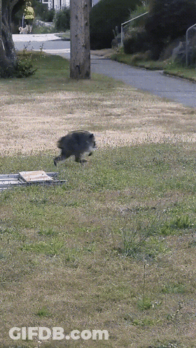 Raccoon Running Across Grassy Field With Man Walking Dog GIF