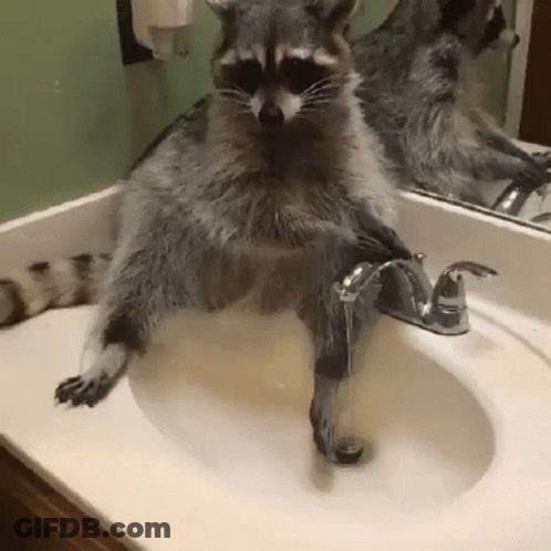 Raccoon Sitting In Bathroom Sink GIF