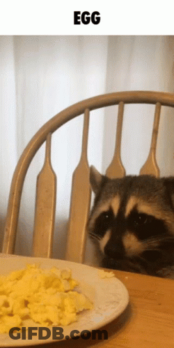 Raccoon Sitting In Chair Looking At Eggs GIF