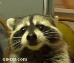 Raccoon Sitting In Chair With Open Mouth GIF