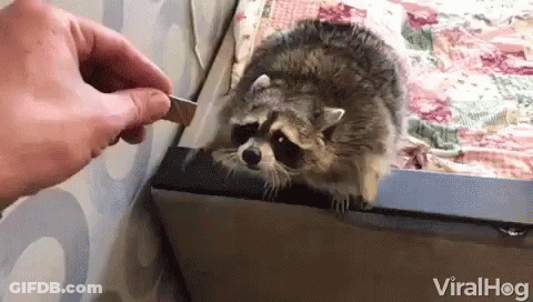 Raccoon Sitting On Bed Being Fed GIF