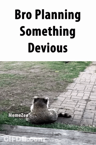 Raccoon Sitting On Brick Walkway Bro Planning Something Devious GIF