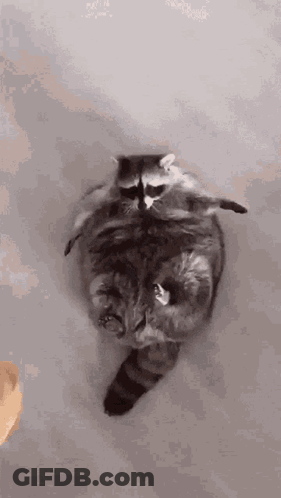 Raccoon Sitting On Cat's Back GIF