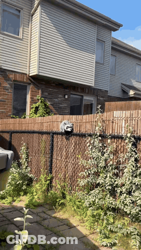 Raccoon Sitting On Chain Link Fence GIF