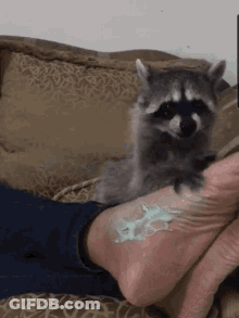 Raccoon Sitting On Lap Looking At Camera GIF
