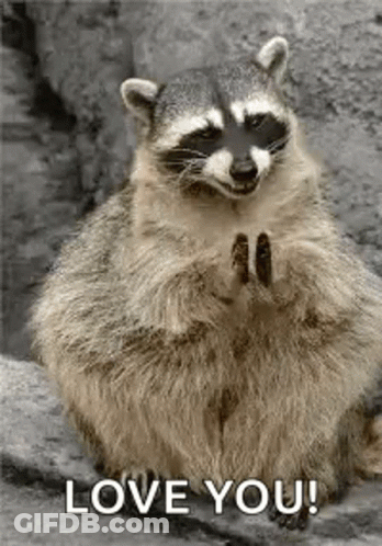 Raccoon Sitting On Rock With Paws Folded GIF