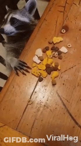Raccoon Sitting On Wooden Table With Pile Of Food GIF