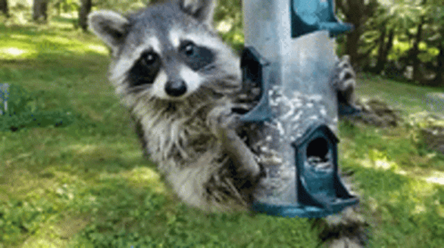 Raccoon Snacking On Bird Feed GIF