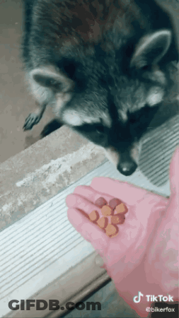 Raccoon Standing Next To Person Holding Pills GIF