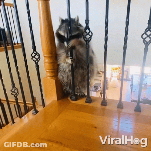 Raccoon Standing On Wooden Staircase Viralhog GIF