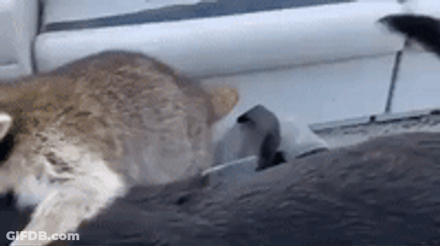 Raccoon Staring From Boat GIF