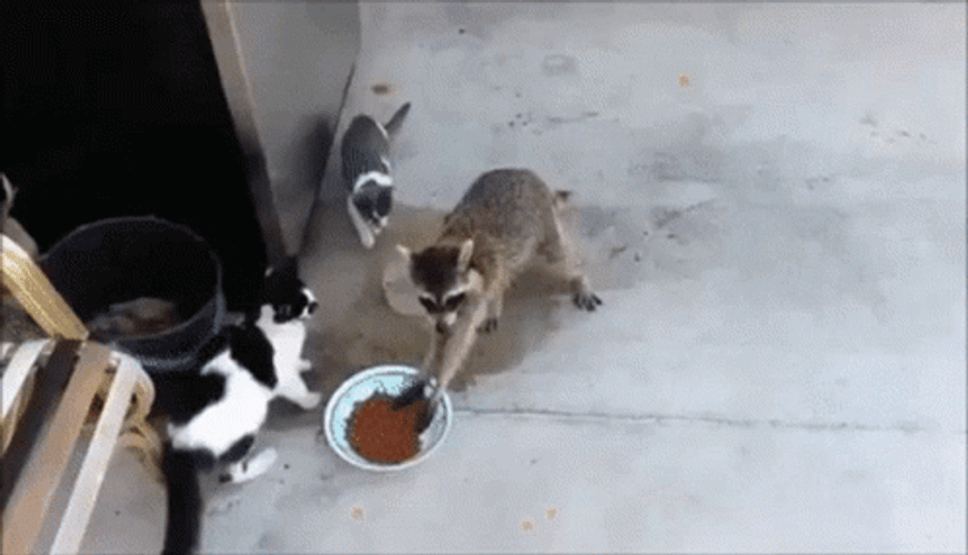 Raccoon Stealing GIF