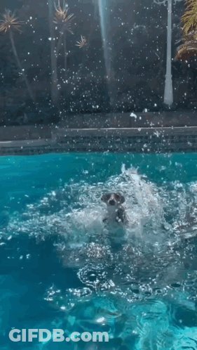 Raccoon Swimming In Pool Looking At Camera GIF