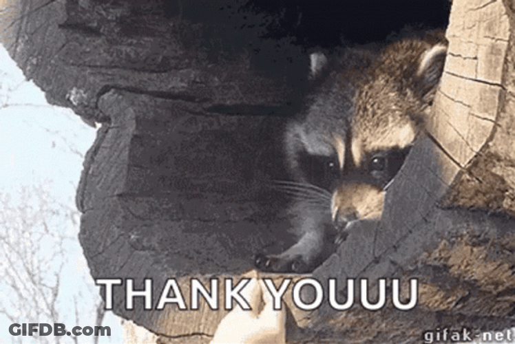 Raccoon Thank You GIF