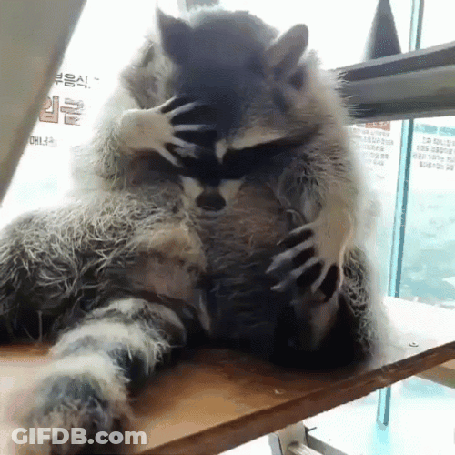Raccoon Trying To Be Comfortable GIF