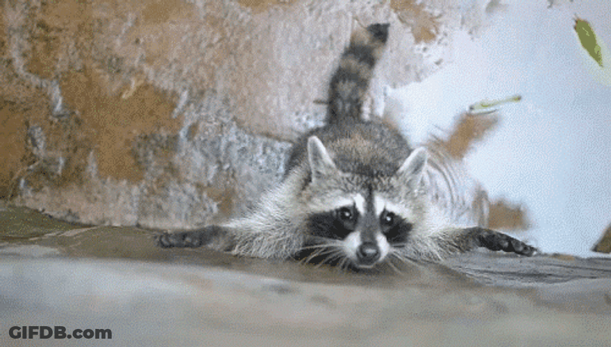 Raccoon Trying To Climb GIF