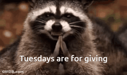 Raccoon Tuesdays Are For Giving GIF