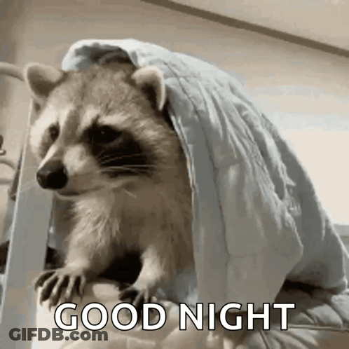 Raccoon Under Blanket Says Good Night GIF