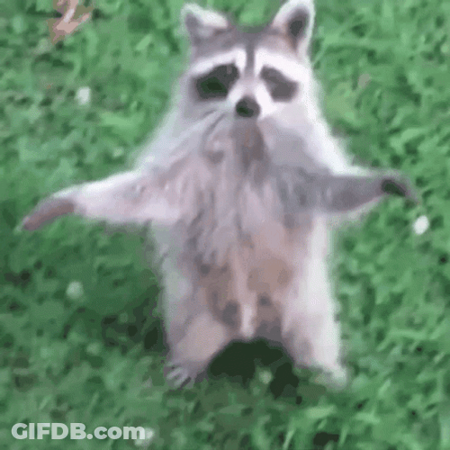 Raccoon Walking Like Human GIF