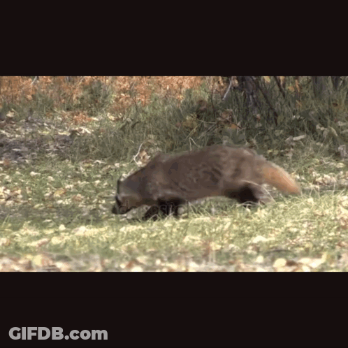 Raccoon Walking Through Grassy Field GIF