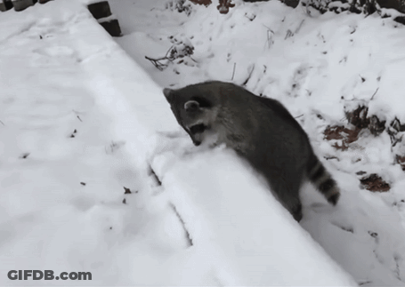 Raccoon Walking Through Snow GIF