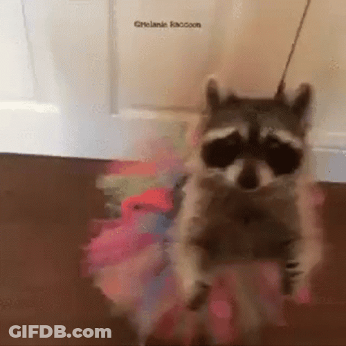 Raccoon Wearing Skirt GIF