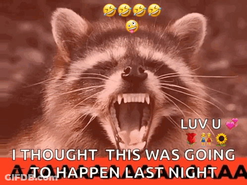 Raccoon With Mouth Open Saying I Thought This Was Going To Happen Last Night GIF