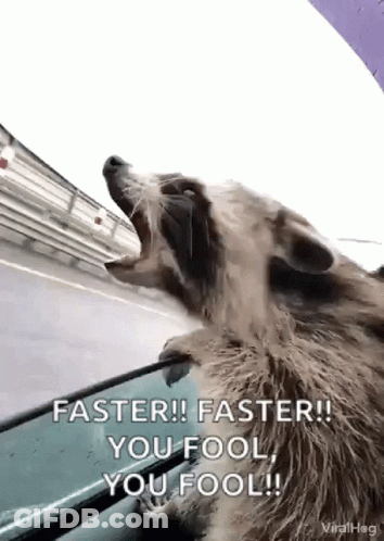 Raccoon Yawning Out Car Window GIF