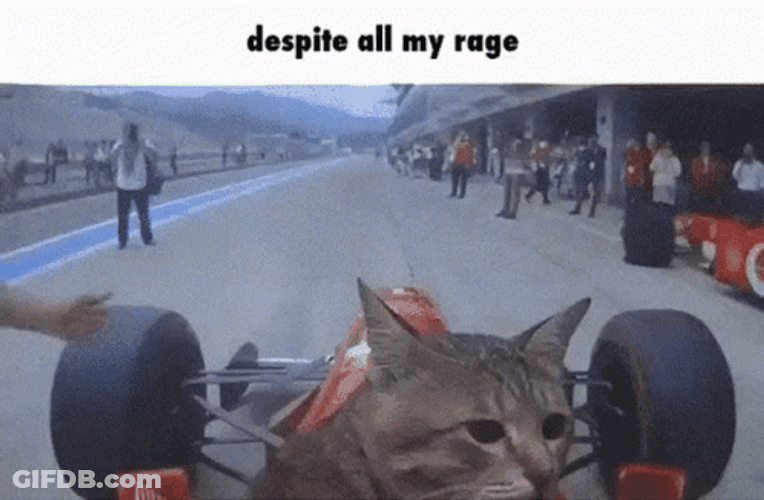 Race Cat Driving GIF