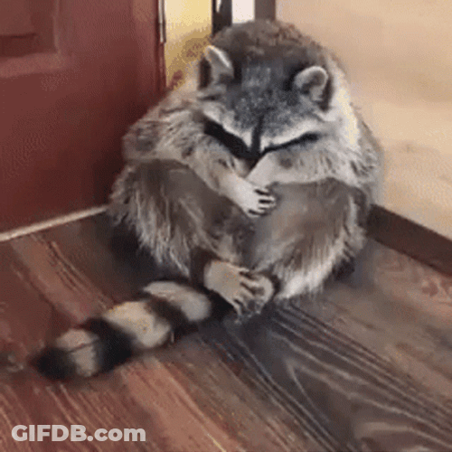 Racoon Being Sad Hugging Itself GIF
