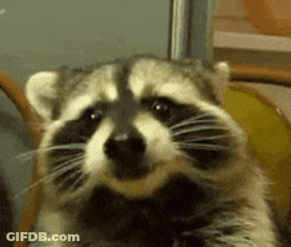 Racoon Chewing Food GIF
