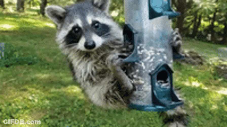 Racoon Cute Taking Foods Seeds GIF