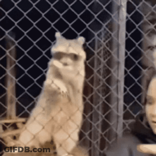 Racoon Dancing On The Fence GIF