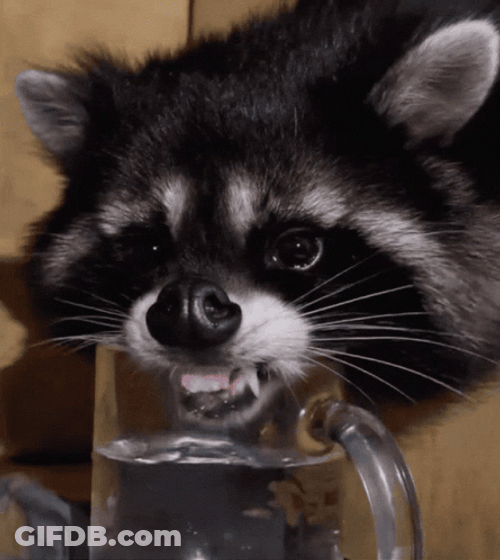 Racoon Drinking Water GIF