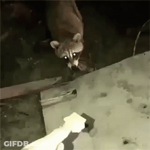Racoon  Eating Biscuit GIF
