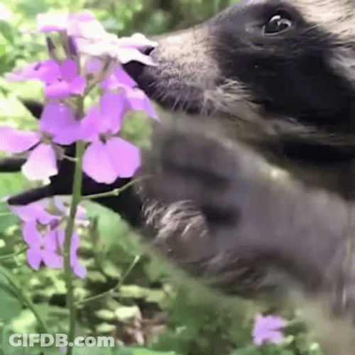 Racoon Eating Flowers GIF