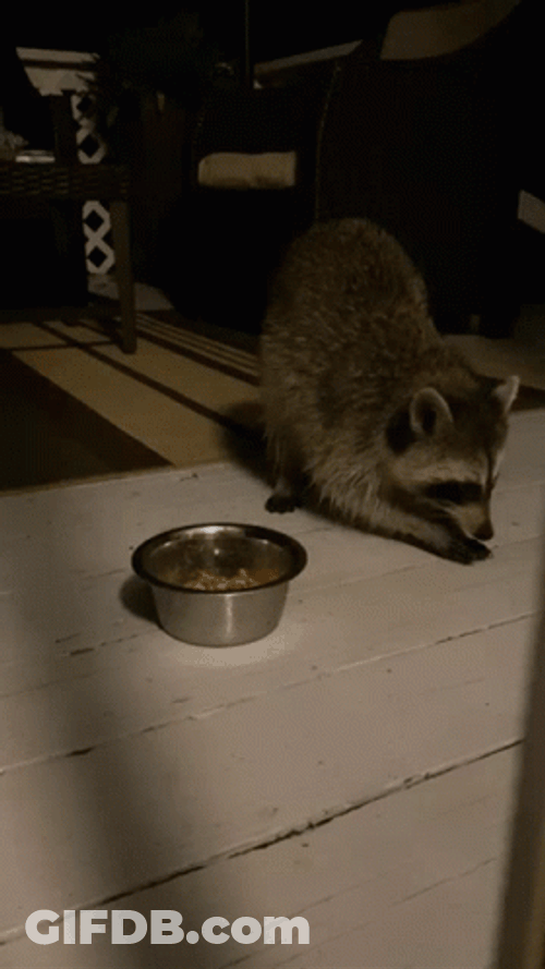 Racoon Eating Peanuts GIF