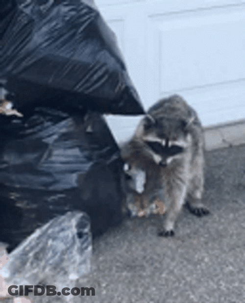 Racoon Eating Trash GIF