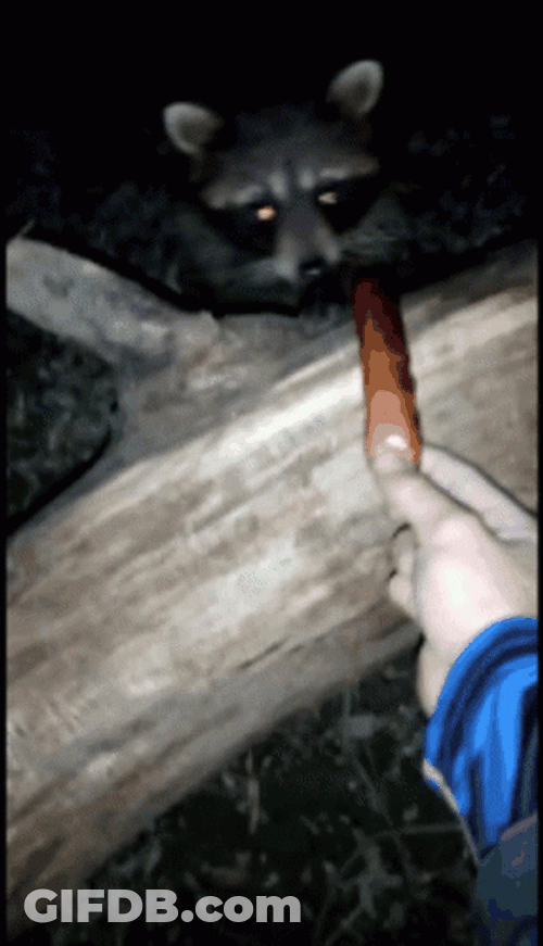 Racoon Fast Taking Carrot GIF