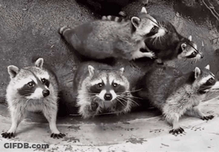 Racoon Funny Camera Jump GIF