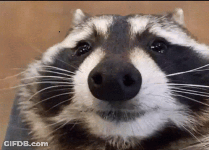 Racoon Happy Meme GIF