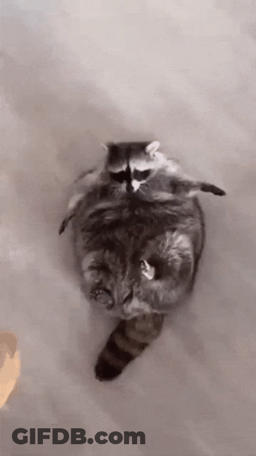 Racoon Hugging A Bun Bread GIF