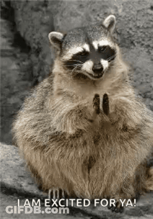 Racoon I Am Excited For Ya GIF