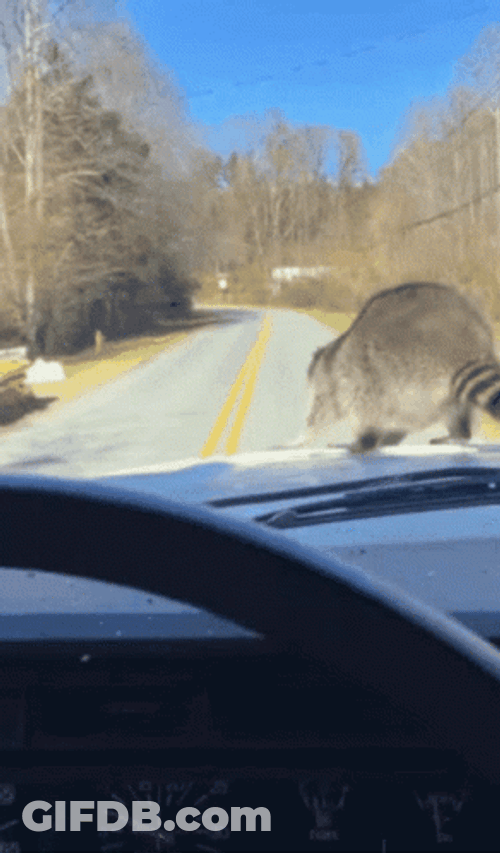 Racoon Jumping On A Moving Car GIF