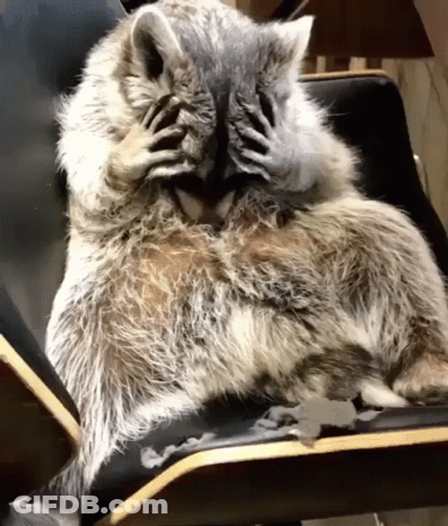 Racoon GIF