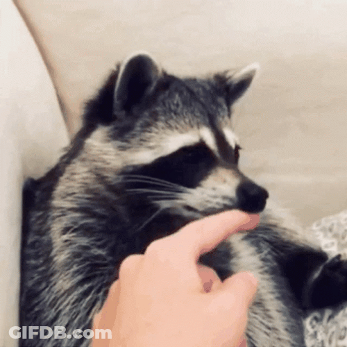 Racoon Nose Rub GIF